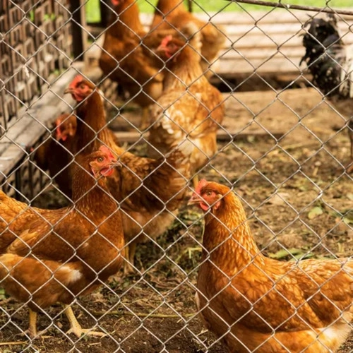 Tela Galvanizada Galinheiro Horta 1,50x50mts Fio 23 Vonder Tela Galvanizada Galinheiro Horta 1,50x50mts Fio 23 Vonder